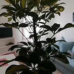 Giuseppe House 아파트 피사
