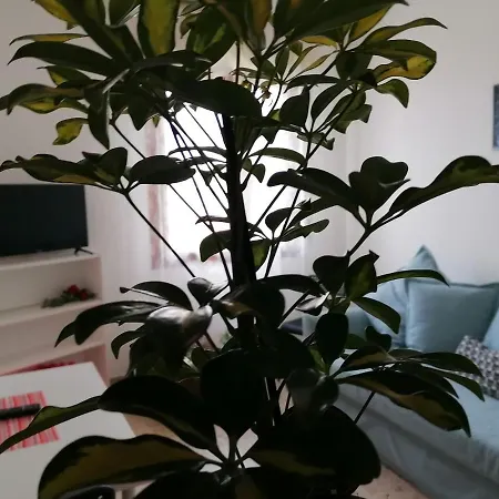 Giuseppe House Apartman Pisa